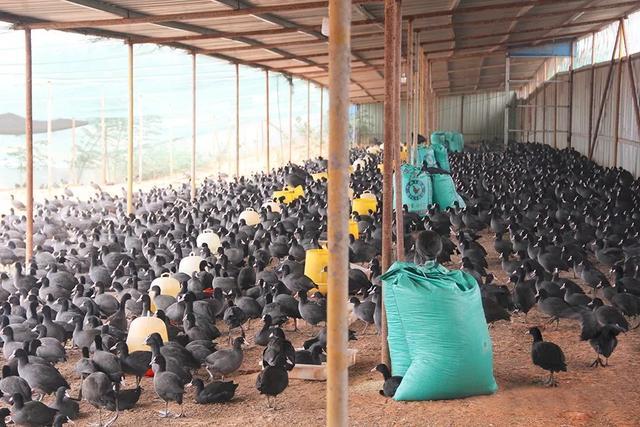 农业养殖黑水鸡基地视频_黑水鸡养殖合作社